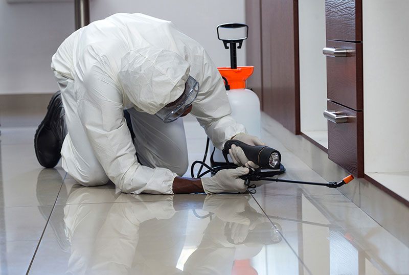 Keeping Lewisville Safe: Essential Pest Control Services for Residents and Businesses